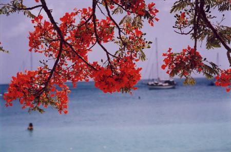 Flamboyants...